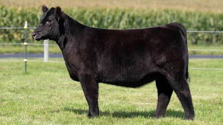 HENSCHLER TAG 102 HEIFER