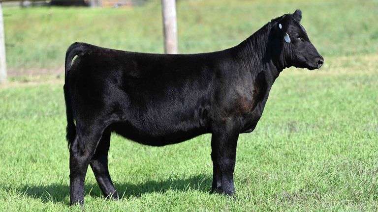 BOESL TAG 50 HEIFER