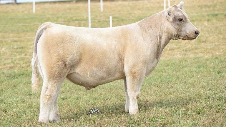 MITTAG TAG 6 STEER