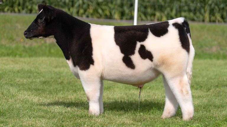 LORENTZ TAG 1 STEER