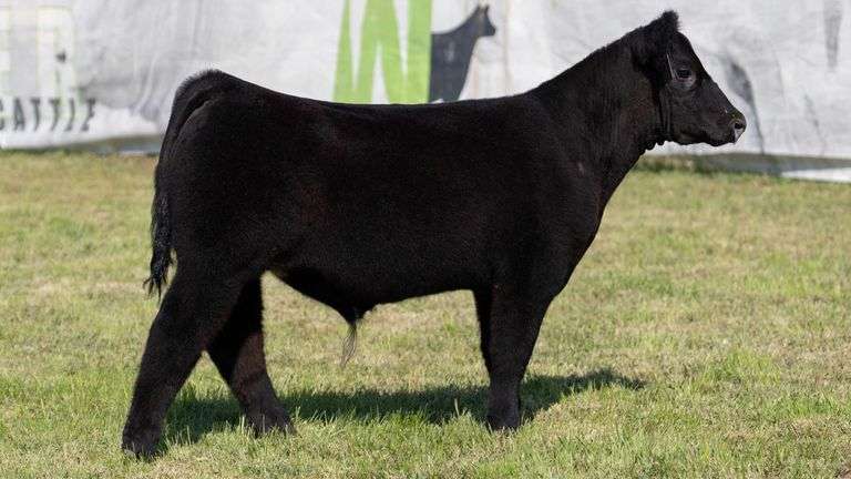 WEBER TAG 220 STEER