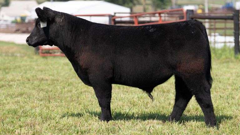 STREIT TAG 24 STEER