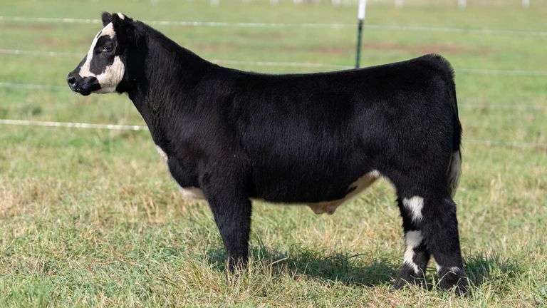 SMITH TAG 63 STEER