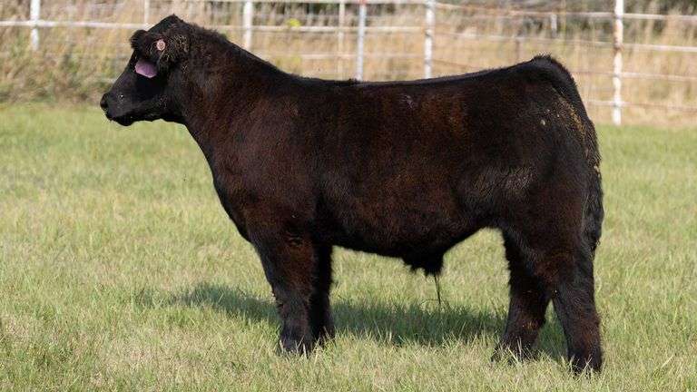 FORMAN BOOT CREEK TAG 28  STEER