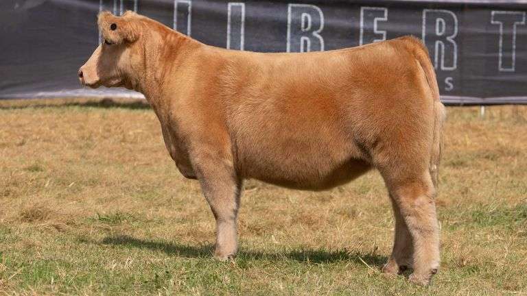 HILBERT TAG 16 HEIFER