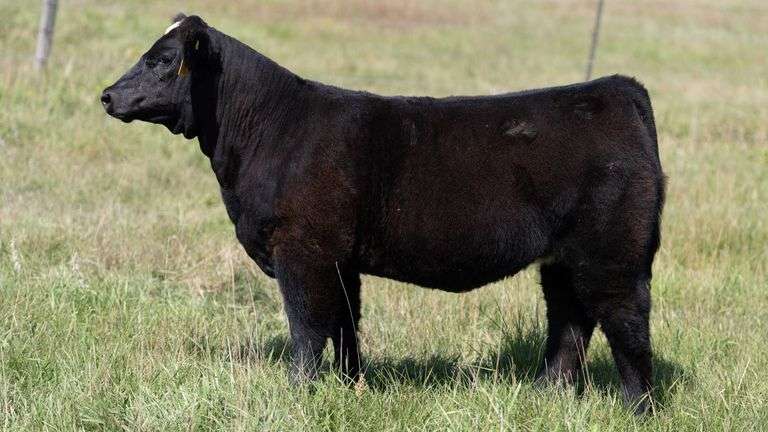 LARSON TAG 5682 HEIFER