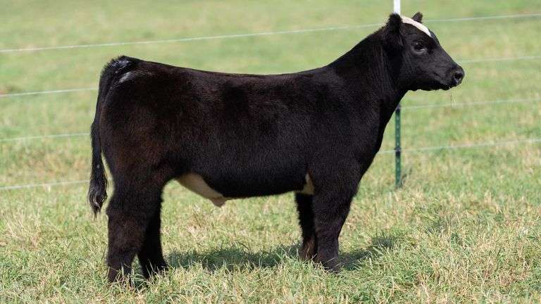 SMITH TAG 3 STEER