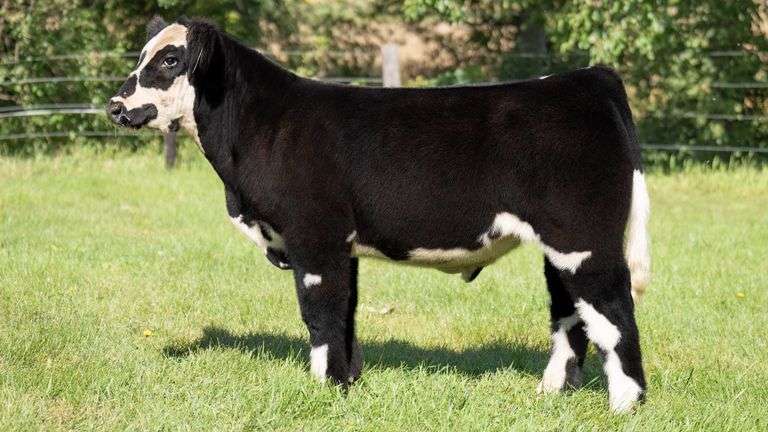 SMITH FARMS TAG 829 STEER