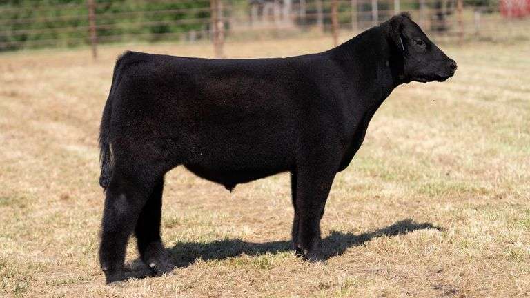 CRALL TAG 122 STEER