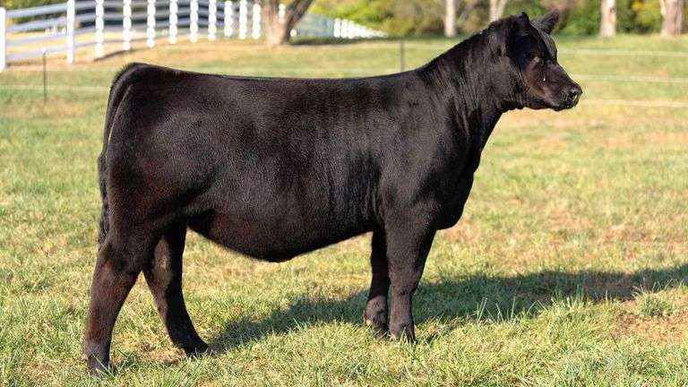 FOUT TAG 21 SIM-SOLUTION HEIFER