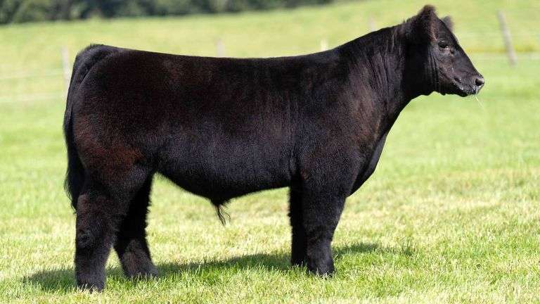 HENSCHLER TAG 112 STEER