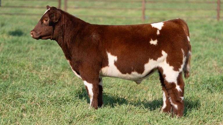 SMITH TAG 56 STEER