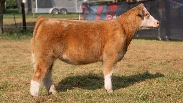 HILBERT TAG 21 HEIFER