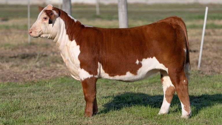 WEBER TAG 242 HEIFER