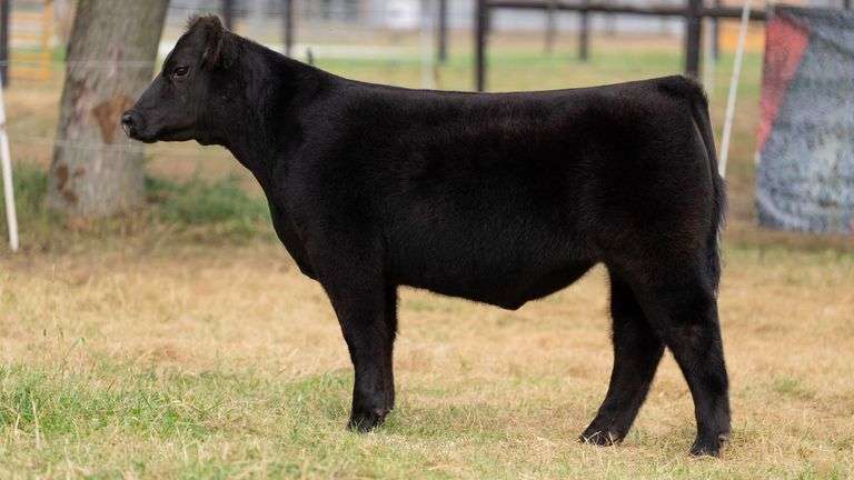 HILBERT TAG 3 STEER