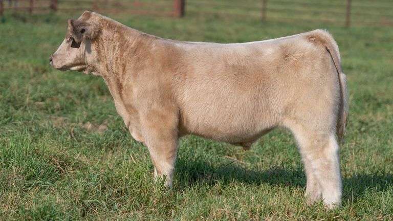 SMITH TAG 65 STEER