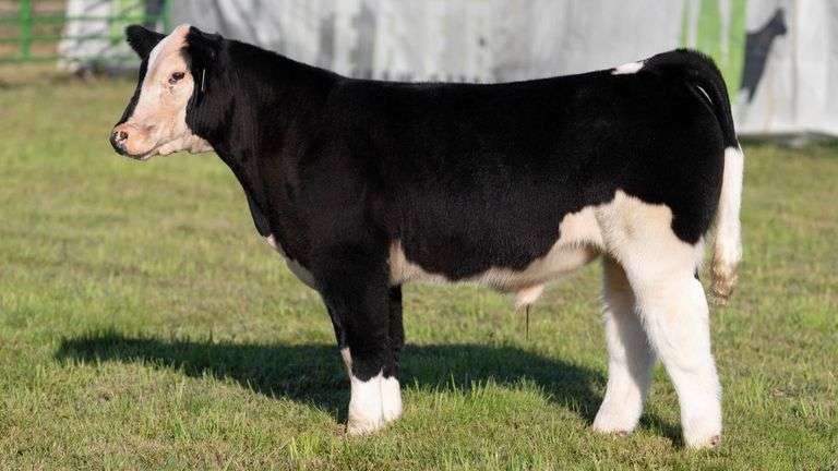 WEBER TAG 212 STEER
