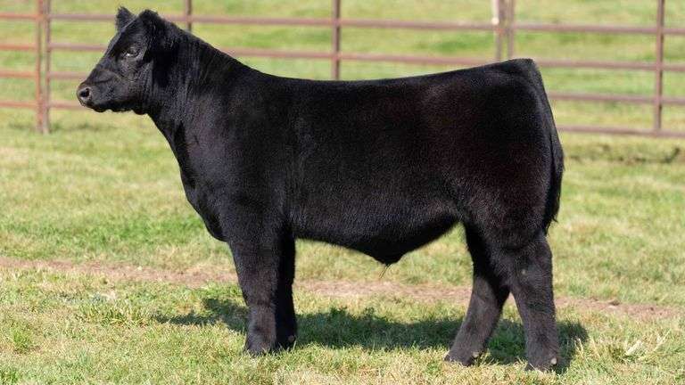 WEDIG TAG 14 STEER