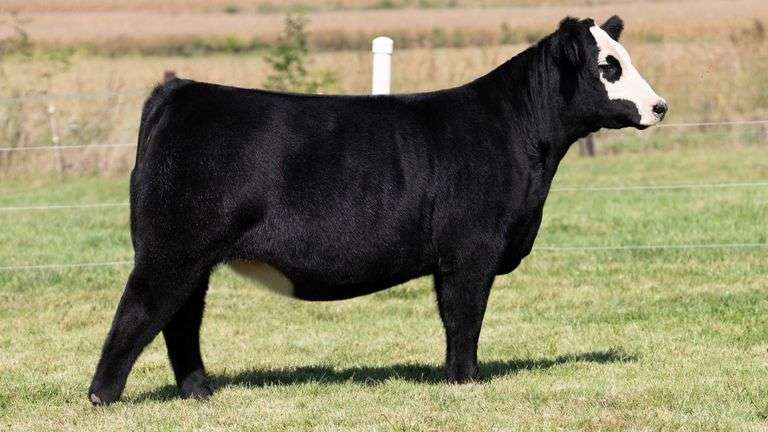 FRAKER TAG 81 HEIFER
