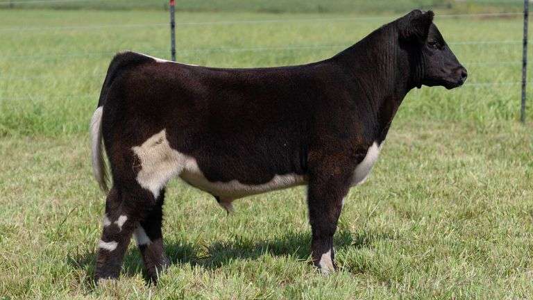 STREIT TAG 26 STEER