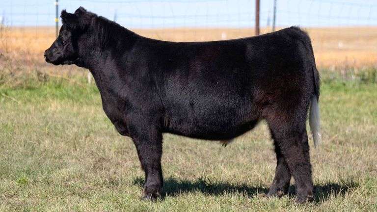 HOCKADAY TAG 95077 STEER