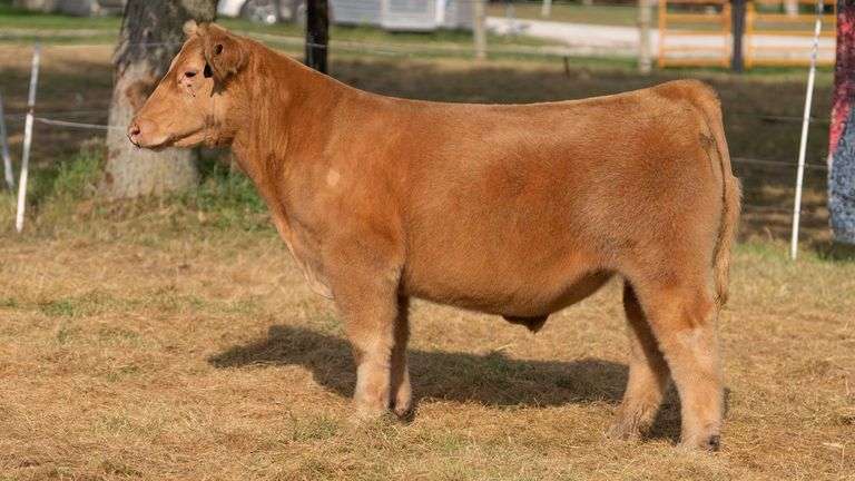 HILBERT TAG 6 STEER