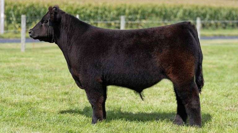 HENSCHLER TAG 103 STEER