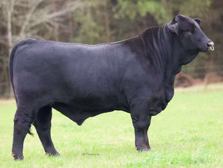 10 UNITS OF KOBE SEMEN