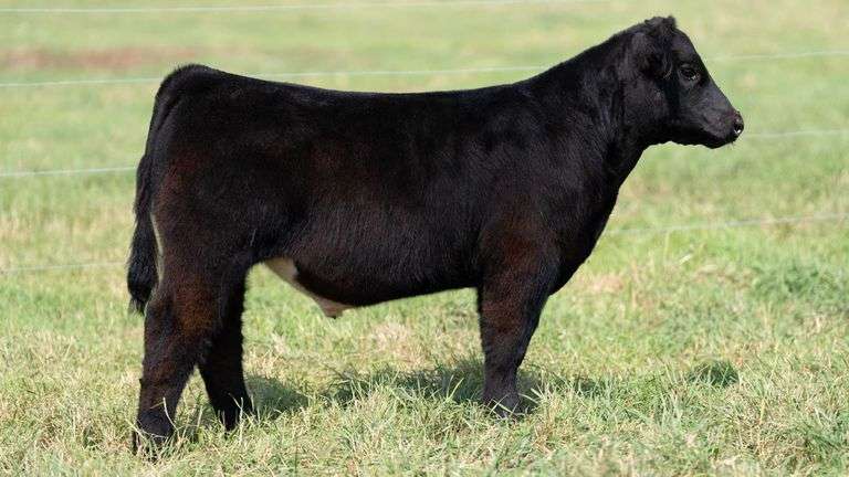 SMITH TAG 40 STEER