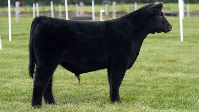 LORENTZ TAG 25 STEER