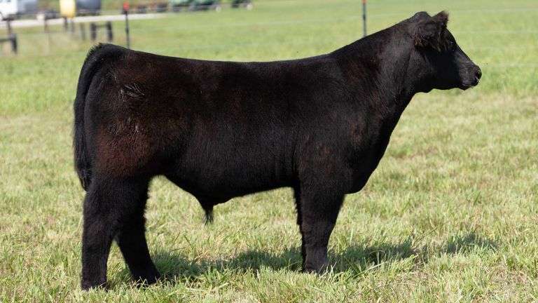 STREIT TAG 11 STEER
