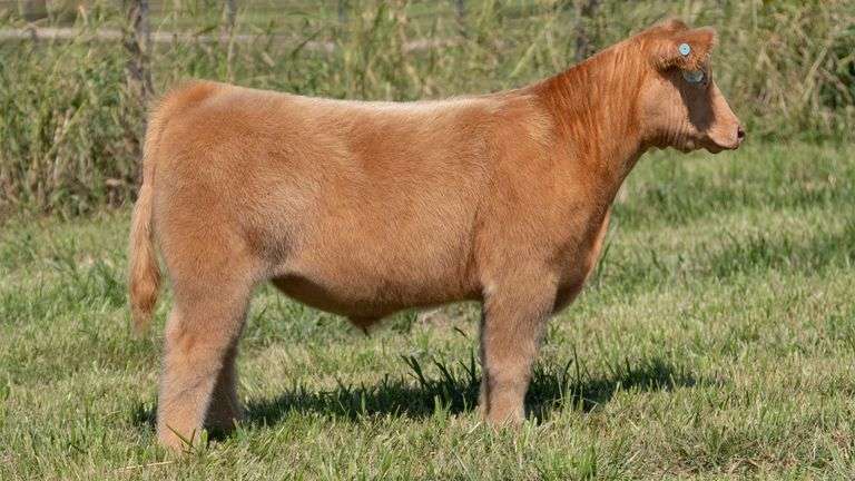 CHIDESTER TAG X55 STEER