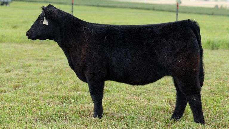 STREIT TAG 57 HEIFER