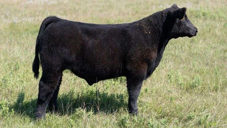 LARSON TAG 417 STEER