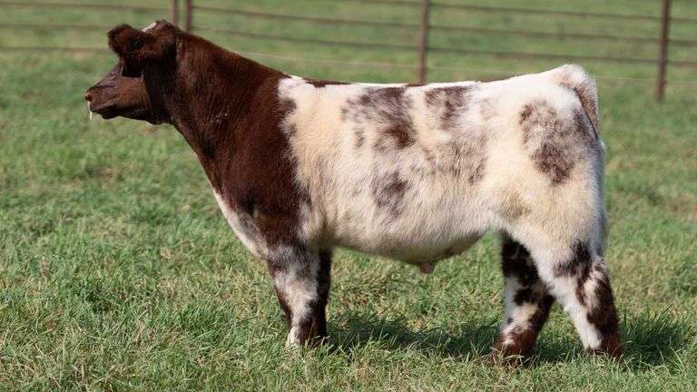 SMITH TAG 60 STEER