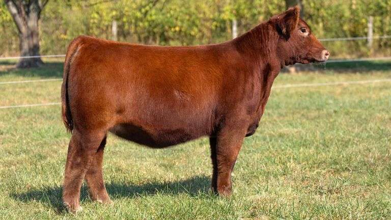 FOUT TAG 19 SIM-SOLUTION/LOW CHI HEIFER