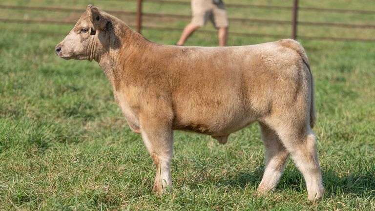 SMITH TAG 15 STEER