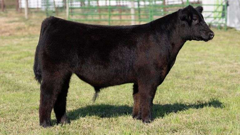 WEBER TAG 213 STEER
