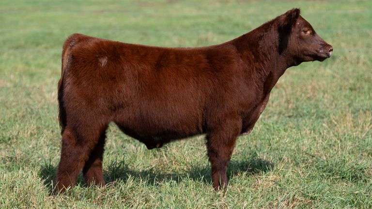 SMITH TAG 52 STEER