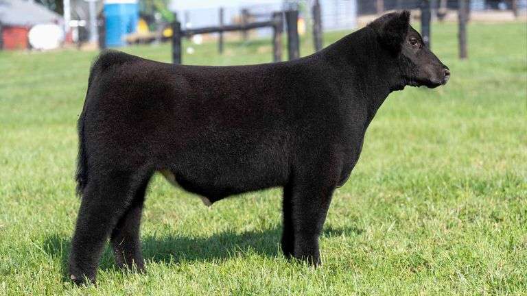 GEFFERT TAG 21 STEER