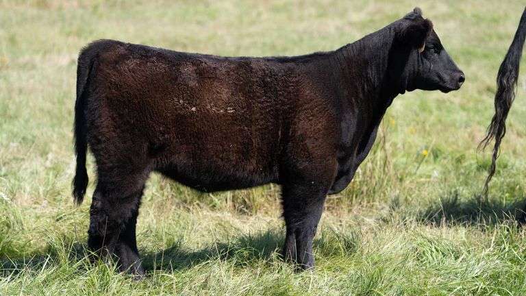 LARSON TAG 5776 HEIFER