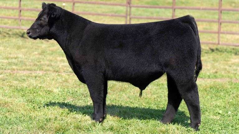WEDIG TAG 17 STEER