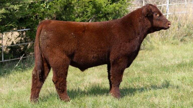 FORMAN BOOT CREEK TAG 18  STEER