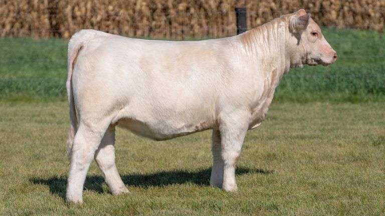 FOUCH TAG 106 HEIFER