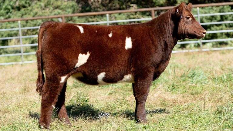 BEESON TAG 12 HEIFER