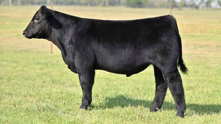 KAY-R TAG 2155 STEER