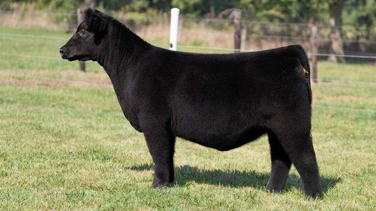 FRAKER TAG 76 HEIFER