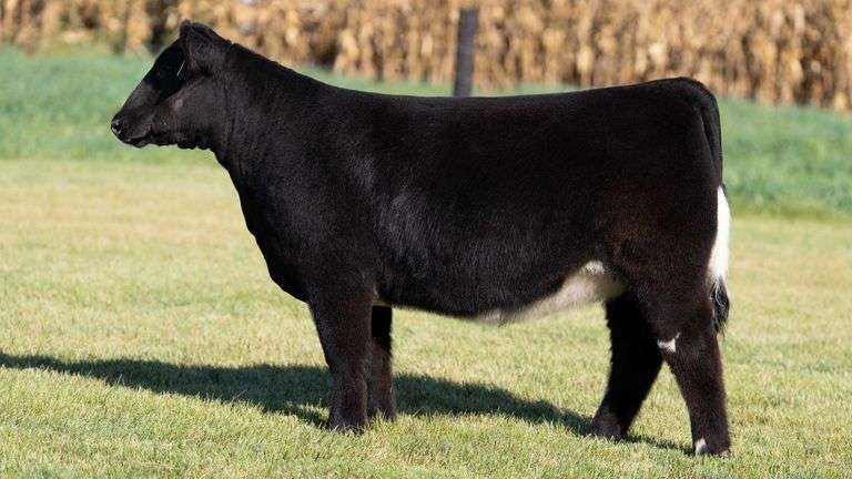 FOUCH TAG 107 HEIFER