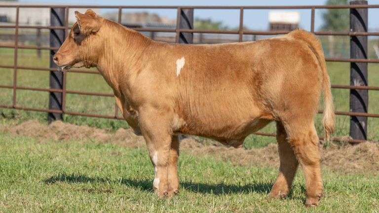 FRYE TAG 3 STEER