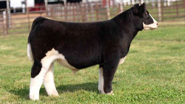WEDIG TAG 23 STEER